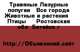 Травяные Лазурные попугаи - Все города Животные и растения » Птицы   . Ростовская обл.,Батайск г.